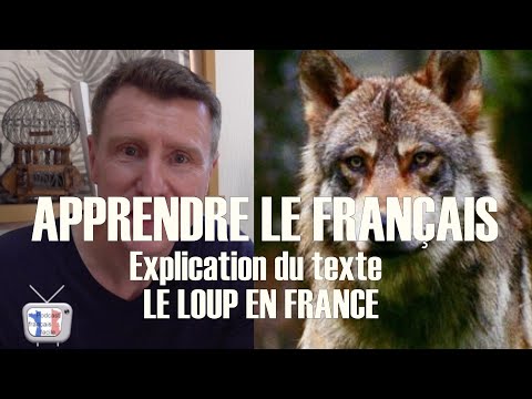 français facile le loup en France explication podcast