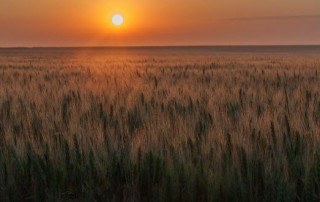 soleil couchant sur les blés