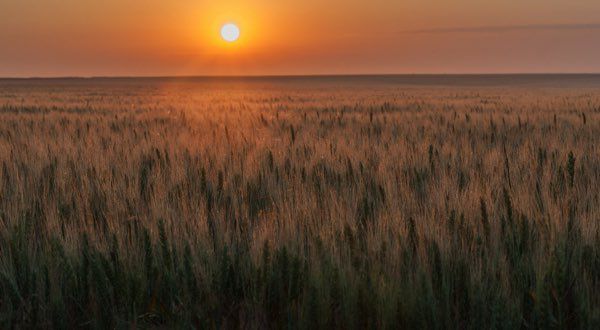 soleil couchant sur les blés