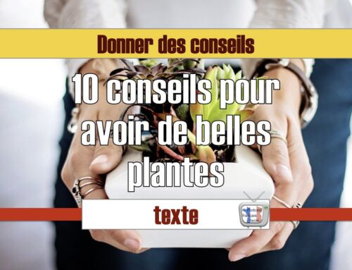 10 conseils pour avoir de belles plantes d’intérieur