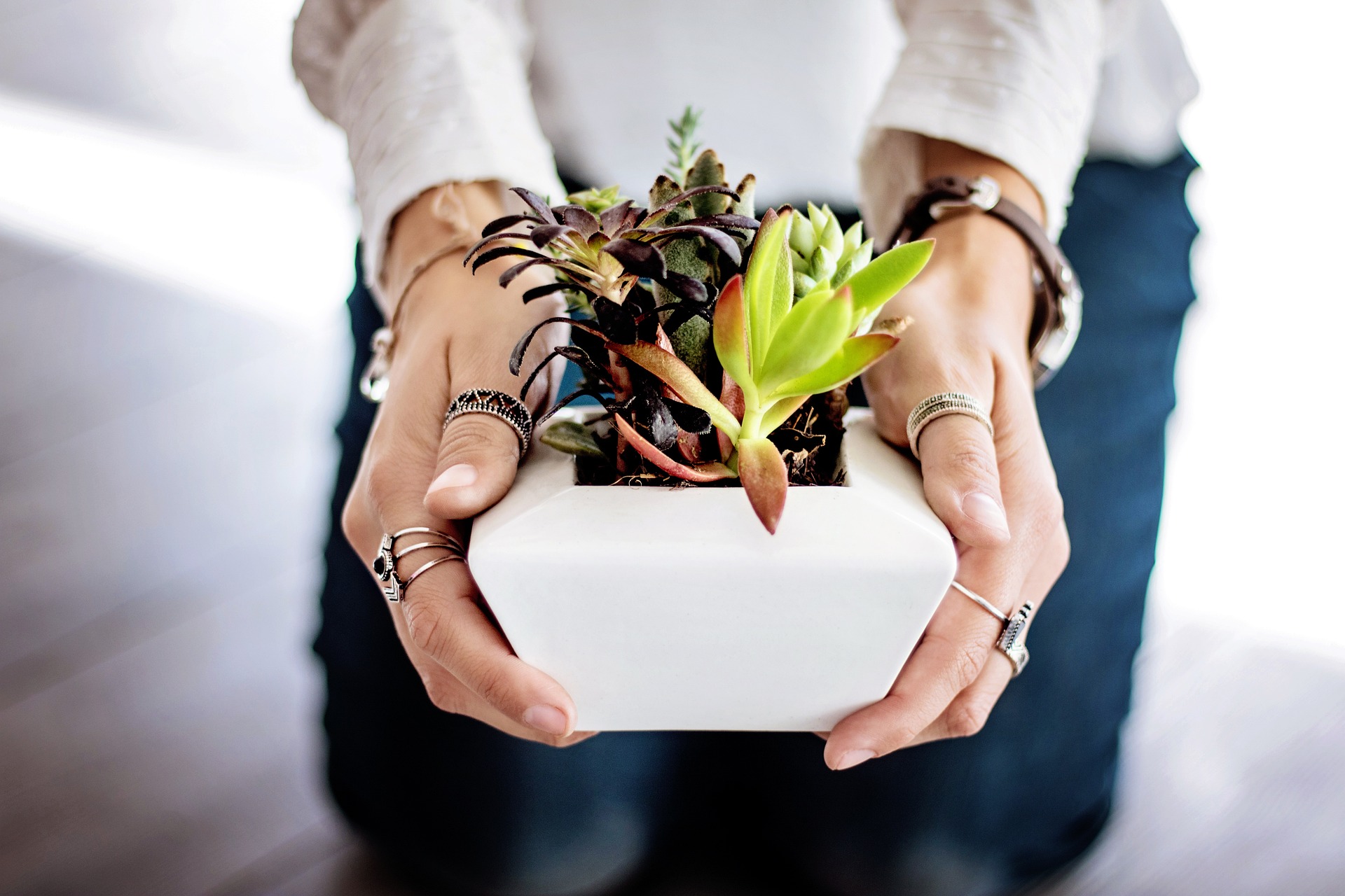 plante intérieur