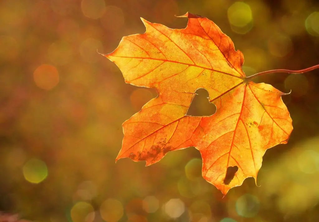 Automne - Pourquoi la date de l'automne varient chaque année ?