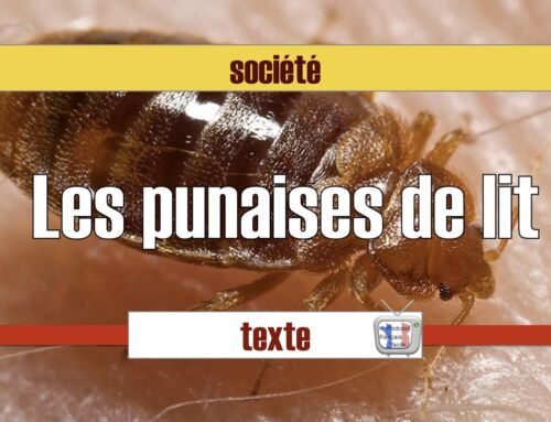 Punaises de lit