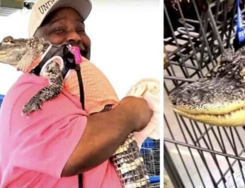 Alligator au supermarché !