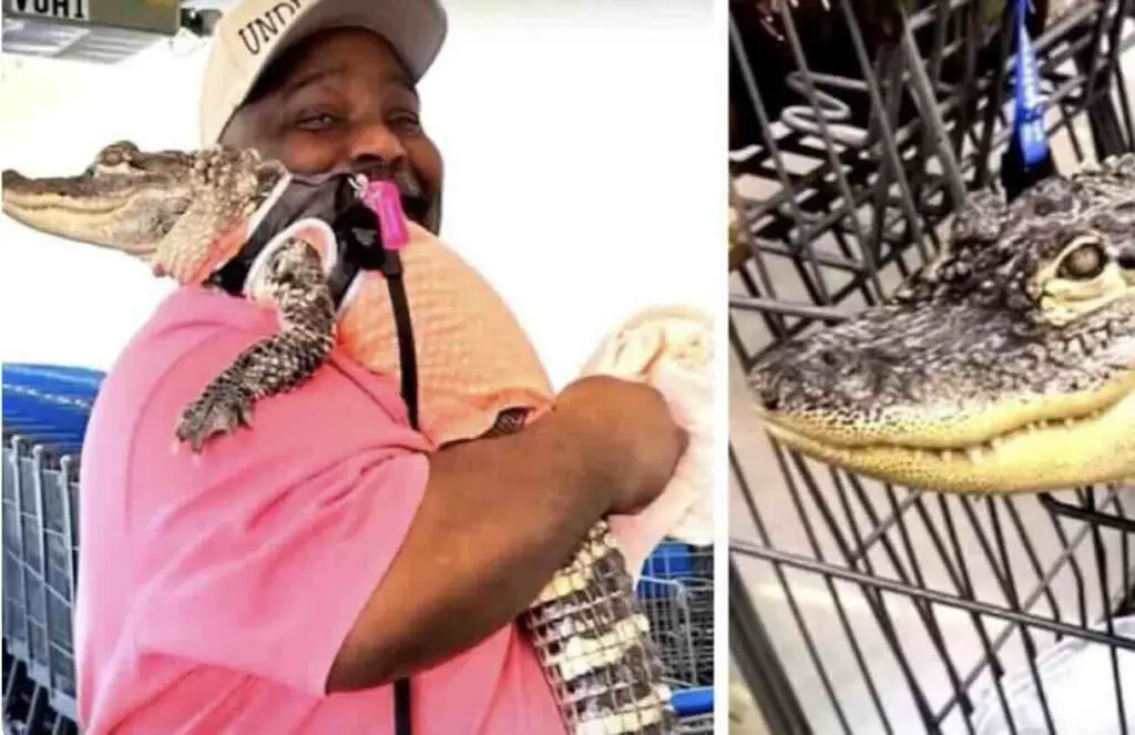 Aligator au supermarché