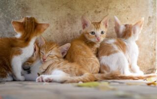animaux de compagnie