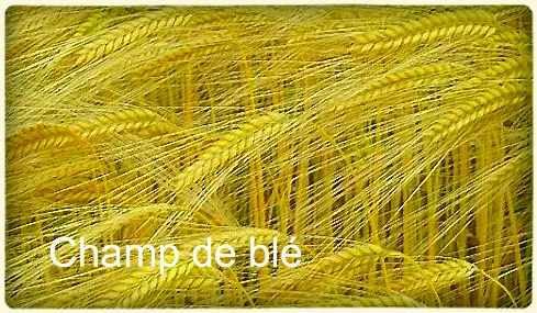 Champ-de-ble Champ-de-ble